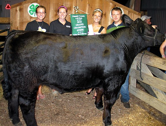 grand champion steer